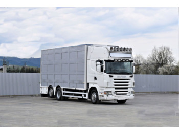 Dyretransport lastebil Scania R 500: bilde 1
