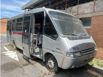Skolebuss IVECO