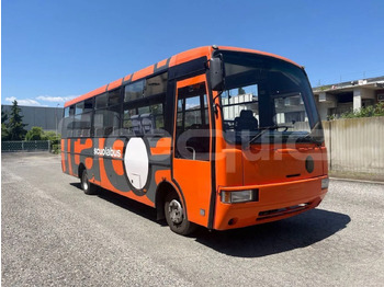 Skolebuss IVECO