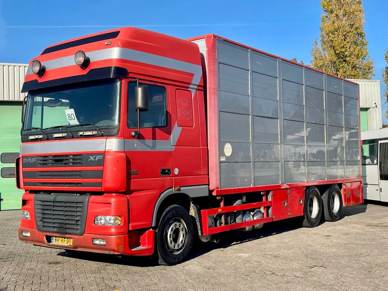 DAF XF 95.430 BERDEX 3 decks. Water, fans, Scales! Excellent condition. - Dyretransport lastebil: bilde 1 DAF XF 95.430 BERDEX 3 decks. Water, fans, Scales! Excellent condition. - Dyretransport lastebil: bilde 1