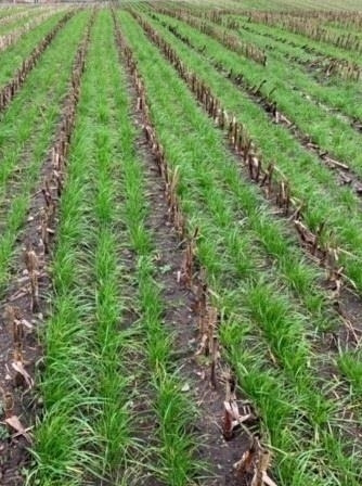 Gaspardo ***CropSeed*** Frøudstyr til radrenser - Etter-innhøsting utstyr: bilde 5 Gaspardo ***CropSeed*** Frøudstyr til radrenser - Etter-innhøsting utstyr: bilde 5