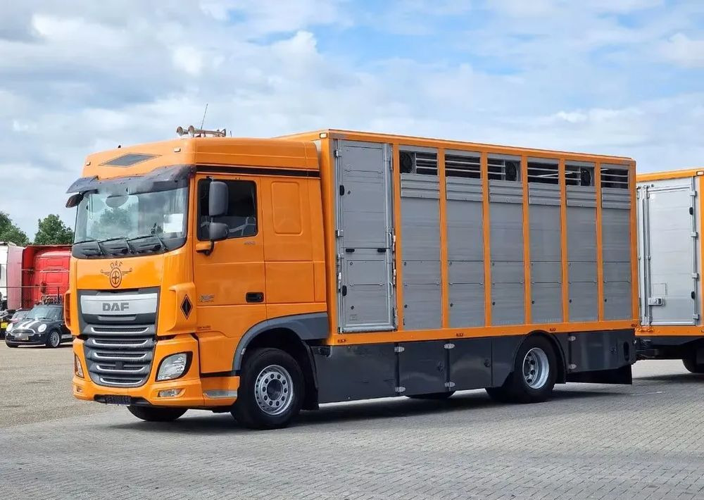 DAF XF 460 4x2 SpaceCab – Menke Livestock | 1 pokład | Euro 6 | 2016 - Dyretransport lastebil: bilde 2 DAF XF 460 4x2 SpaceCab – Menke Livestock | 1 pokład | Euro 6 | 2016 - Dyretransport lastebil: bilde 2