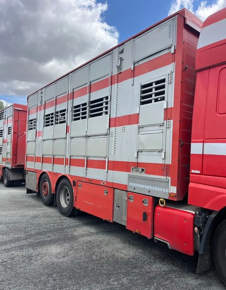 DAF XF 530 + Przyczepa Pezzaoli - 3X Trzoda, 2 X Bydło I 3 poziomy I Podnoszony dach I Hydroburta I Osie Skrętne I Poidła I Wentylatory I Pilot Manualny | - Dyretransport lastebil: bilde 3 DAF XF 530 + Przyczepa Pezzaoli - 3X Trzoda, 2 X Bydło I 3 poziomy I Podnoszony dach I Hydroburta I Osie Skrętne I Poidła I Wentylatory I Pilot Manualny | - Dyretransport lastebil: bilde 3