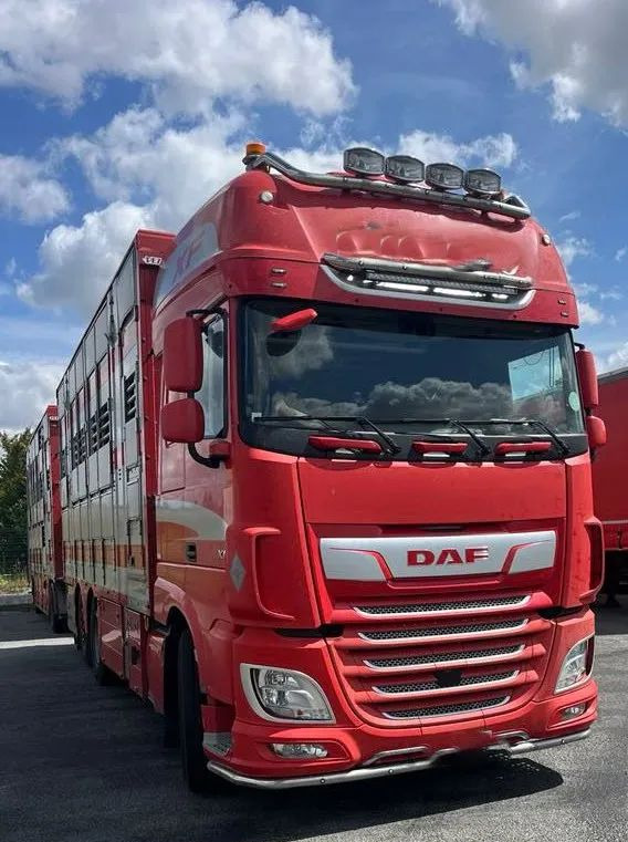 DAF XF 530 + Przyczepa Pezzaoli - 3X Trzoda, 2 X Bydło I 3 poziomy I Podnoszony dach I Hydroburta I Osie Skrętne I Poidła I Wentylatory I Pilot Manualny | - Dyretransport lastebil: bilde 1 DAF XF 530 + Przyczepa Pezzaoli - 3X Trzoda, 2 X Bydło I 3 poziomy I Podnoszony dach I Hydroburta I Osie Skrętne I Poidła I Wentylatory I Pilot Manualny | - Dyretransport lastebil: bilde 1