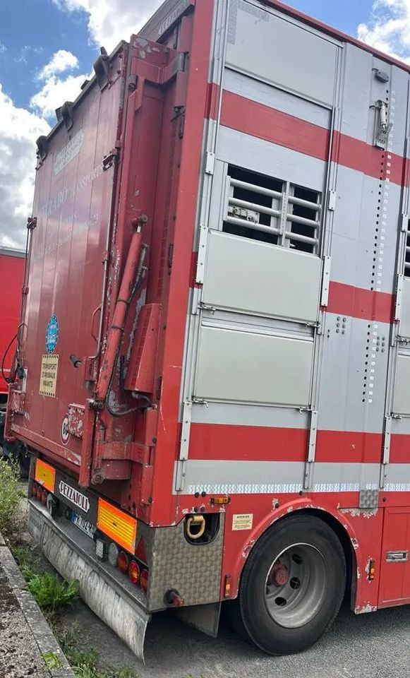 DAF XF 530 + Przyczepa Pezzaoli - 3X Trzoda, 2 X Bydło I 3 poziomy I Podnoszony dach I Hydroburta I Osie Skrętne I Poidła I Wentylatory I Pilot Manualny | - Dyretransport lastebil: bilde 5 DAF XF 530 + Przyczepa Pezzaoli - 3X Trzoda, 2 X Bydło I 3 poziomy I Podnoszony dach I Hydroburta I Osie Skrętne I Poidła I Wentylatory I Pilot Manualny | - Dyretransport lastebil: bilde 5