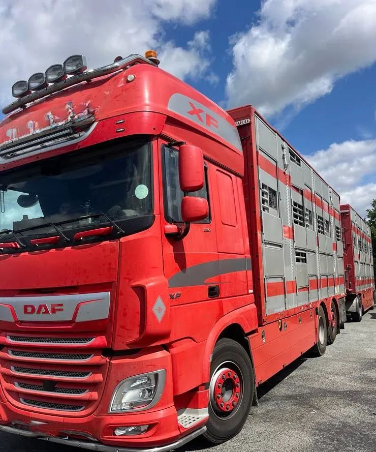 DAF XF 530 + Przyczepa Pezzaoli - 3X Trzoda, 2 X Bydło I 3 poziomy I Podnoszony dach I Hydroburta I Osie Skrętne I Poidła I Wentylatory I Pilot Manualny | - Dyretransport lastebil: bilde 2 DAF XF 530 + Przyczepa Pezzaoli - 3X Trzoda, 2 X Bydło I 3 poziomy I Podnoszony dach I Hydroburta I Osie Skrętne I Poidła I Wentylatory I Pilot Manualny | - Dyretransport lastebil: bilde 2