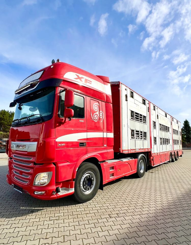 Leie  Pezzaioli NACZEPA  2017 / 3 POZIOMY / TRANSPORT ZWIERZĄT / HYDRAULIKA / STEROWANIE PILOTEM/ PODNOSZONY DACH / Pezzaioli NACZEPA  2017 / 3 POZIOMY / TRANSPORT ZWIERZĄT / HYDRAULIKA / STEROWANIE PILOTEM/ PODNOSZONY DACH /: bilde 6