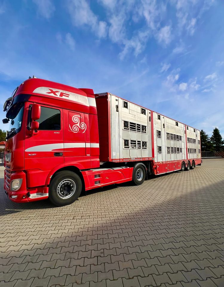 Leie  Pezzaioli NACZEPA  2017 / 3 POZIOMY / TRANSPORT ZWIERZĄT / HYDRAULIKA / STEROWANIE PILOTEM/ PODNOSZONY DACH / Pezzaioli NACZEPA  2017 / 3 POZIOMY / TRANSPORT ZWIERZĄT / HYDRAULIKA / STEROWANIE PILOTEM/ PODNOSZONY DACH /: bilde 12