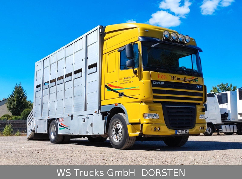 DAF XF410 Menke Doppelstock - Dyretransport lastebil: bilde 2 DAF XF410 Menke Doppelstock - Dyretransport lastebil: bilde 2