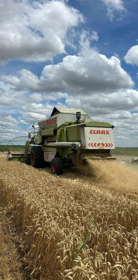 New Holland TC5.70 - Skurtresker: bilde 5 New Holland TC5.70 - Skurtresker: bilde 5